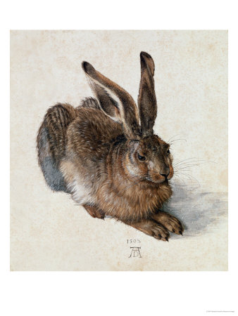 art prints, posters, Young Hare by Albrecht Durer, a rabbit