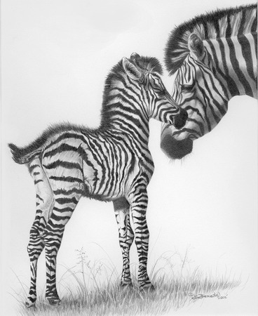 Giclee Prints, art prints of mother and baby zebras, Stars in Stripes by Brian Beausoleil