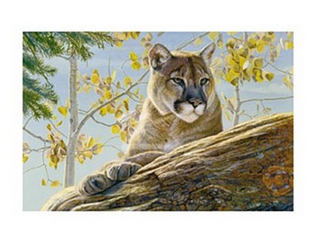 Front Range Cougar by artist Kalon Baughan. Art prints, animal art; wildlife art; from an original oil painting